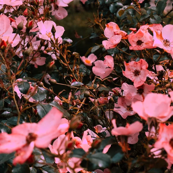 Flores cor de rosa florescer ao ar livre. Conceito de amante de plantas. Mínimo — Fotografia de Stock