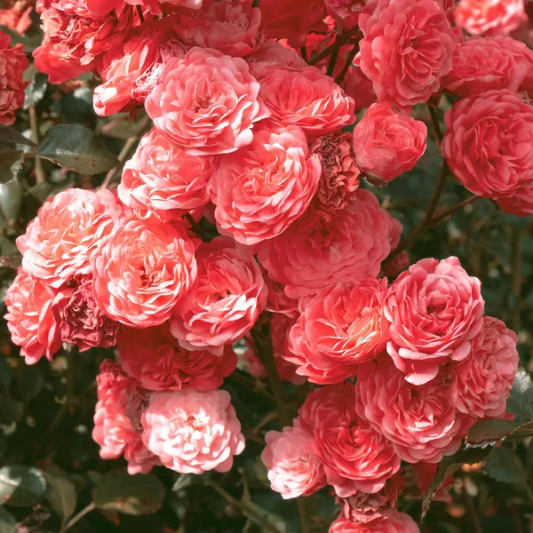 Rose rosa all'aperto. Concetto di amante delle piante art. Fiori sfondo — Foto Stock