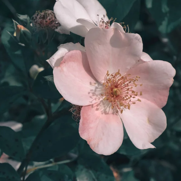 White flowers outdoors. Bloom. Nature lover concept — Stock Photo, Image