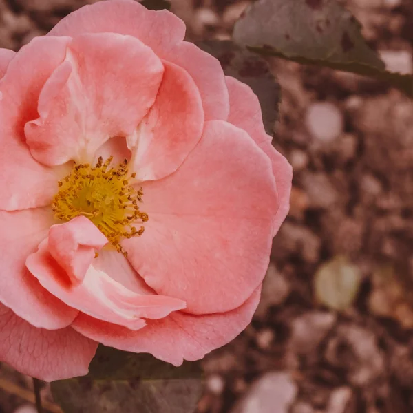 Fiori di rose rosa. Vintage umore fiori — Foto Stock