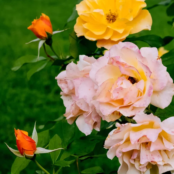 Le rose sbocciano nel parco. Concetto amante vegetale — Foto Stock