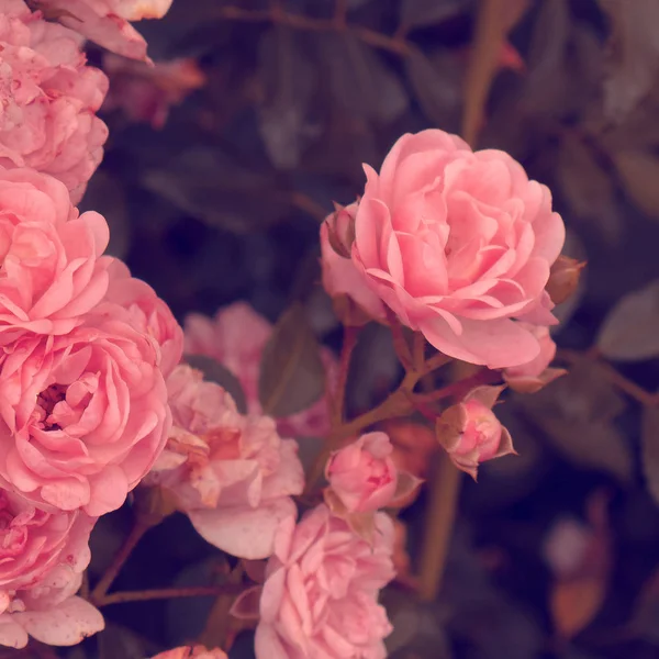 Rosas cor de rosa. Bloom casamento romântico humor — Fotografia de Stock