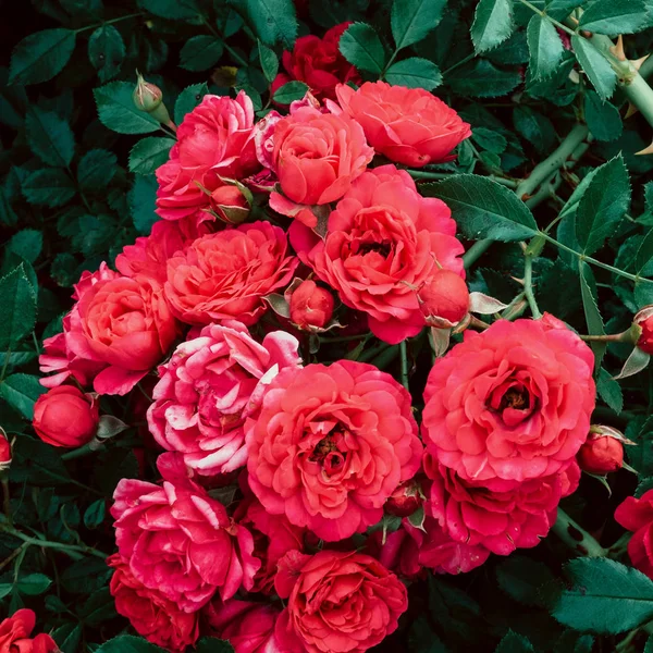 Blommande rosor bakgrund. Växt älskare koncept konst — Stockfoto