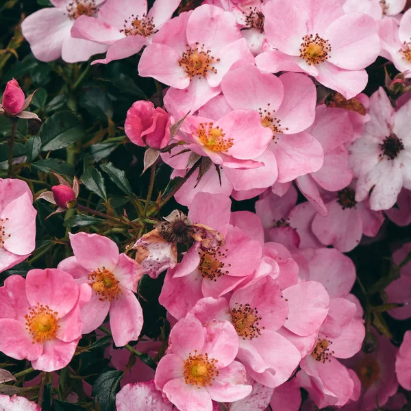 Flores rosa flor. Arte conceito amante planta — Fotografia de Stock