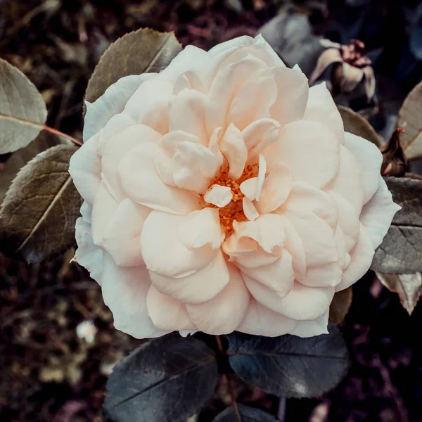White vintage rose background. Bloom romantic mood — Stock Photo, Image