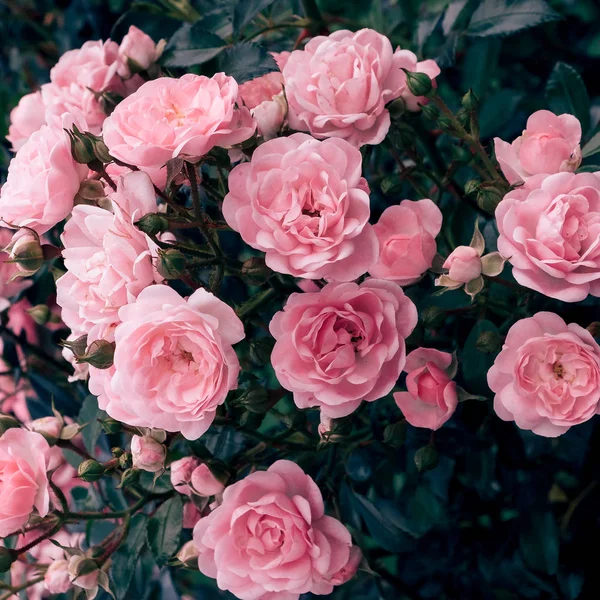 Rosas cor-de-rosa na rua. Bloom casamento romântico humor — Fotografia de Stock