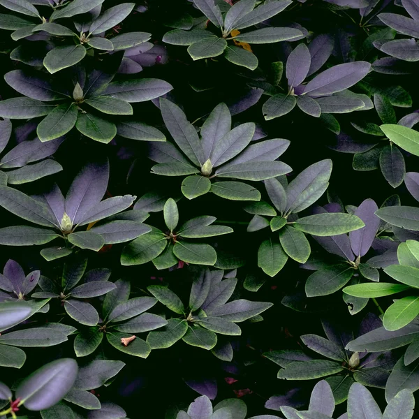 Fondo verde del árbol salvaje. Planta amante concepto arte — Foto de Stock