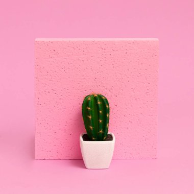 Kaktüs ev dekorasyonu. Pembe konseptte bitkiler