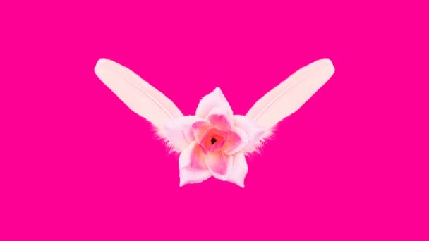 Rosa y plumas en vuelo sobre un fondo rosa. Estilo de arte mínimo — Vídeos de Stock