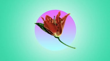 Minimal Motion kolaj sanatı. Çiçek Lily moda soyut sanat Aroma titreşimleri