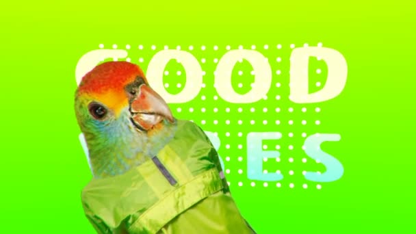 Minimal Motion collage art. Fashion Green Parrot Colorful life concept Good Positive vibes — Stock Video