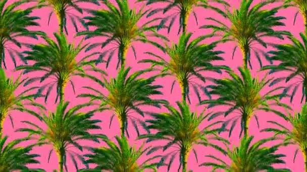 Mínimo movimiento arte. Palmeras fondo Vibras tropicales — Vídeos de Stock