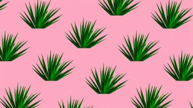 Aloe 'nin geçmişi. Bitkiler pembe. Asgari hareket tasarımı
