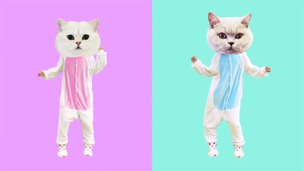 Minimale bewegingskunst. Dansende grappige katten. Jongen en meisje macht — Stockvideo