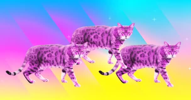 Arte de animación mínima. Gato de moda en fondo colorido — Vídeos de Stock