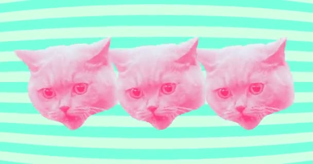 Design de animação mínima. Cara de gato irritado engraçado — Vídeo de Stock