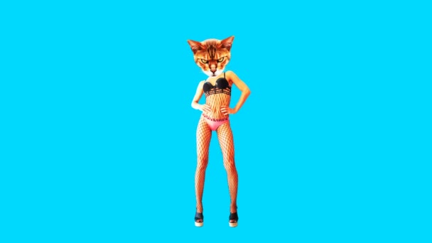 Gif animation art.ady Aggressive sexy kitty — Stock Video