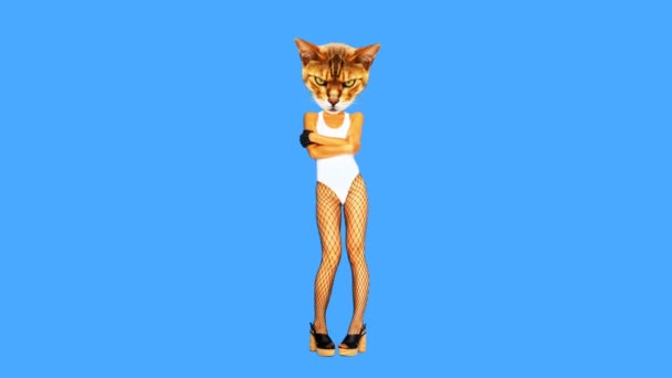 Gif animasyon sanatı. Agresif seksi kedi partisi kıyafeti. — Stok video