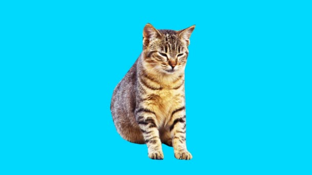 Fashion motion gif art. Funny motion cat — Stock Video