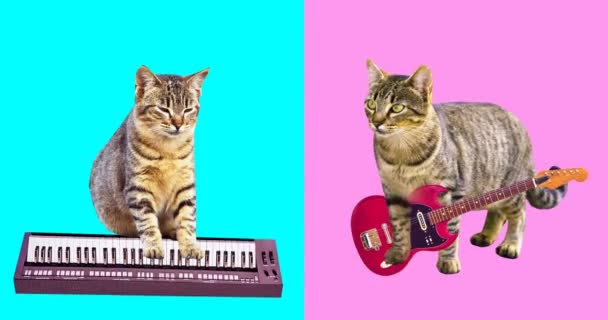 Animação mínima gif art. Conjunto de gatos engraçados — Vídeo de Stock