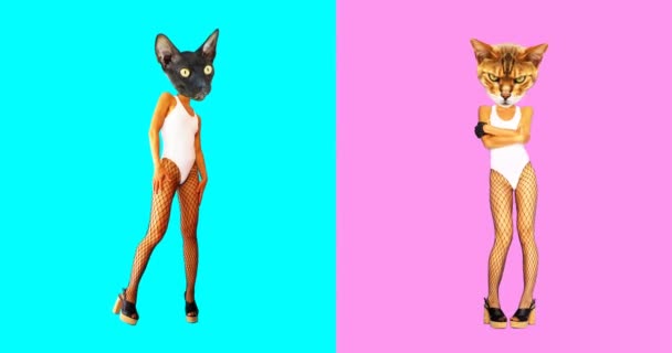 Animación mínima gif art. Conjunto de gatos divertidos — Vídeos de Stock