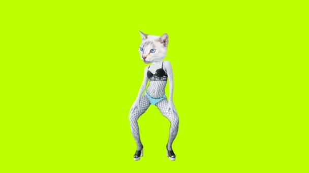 Animação mínima gif art. Dançando sexy clubbing gato — Vídeo de Stock