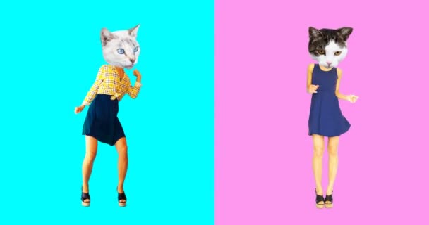 Animación mínima gif art. Conjunto de gatos divertidos — Vídeo de stock