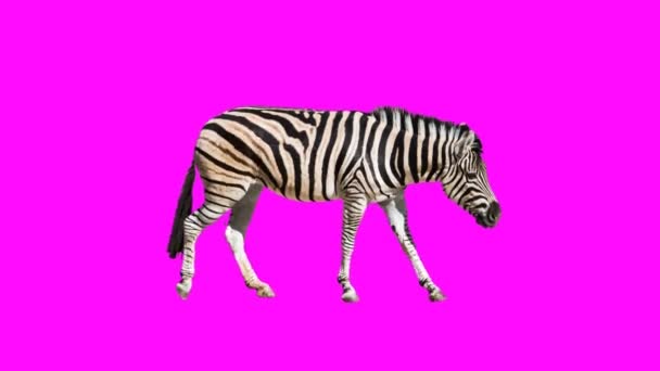 Minimal rörelse gif design. Zebra gå — Stockvideo