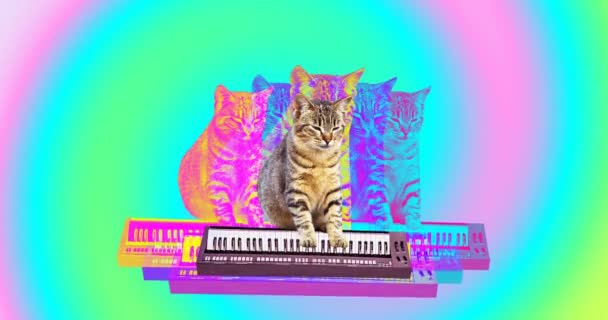Mínima animación gif art. Gato divertido con un sintetizador . — Vídeos de Stock