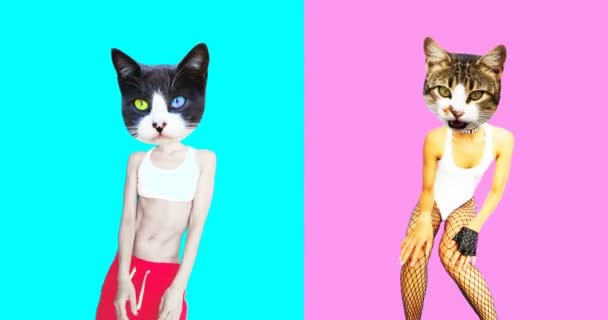 Animatie minimale gif kunst. Set van grappige katten — Stockvideo