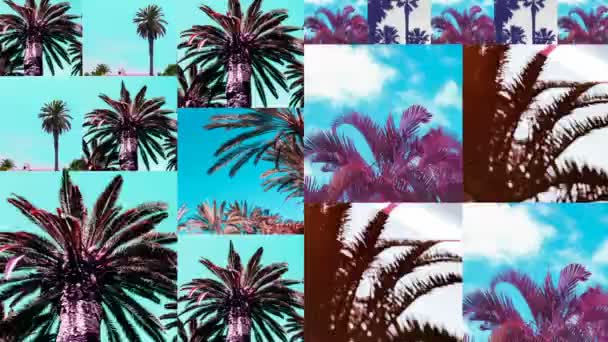 Diapositiva de animación Mostrar diseño. Ubicación de la palma tropical. Fondo perfecto para agencias de viajes — Vídeo de stock