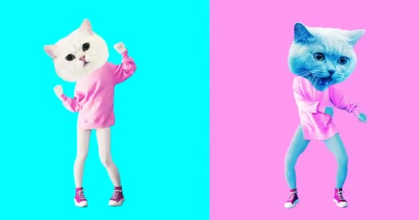 Animáció minimális gif art. Vicces macskák gyűjteménye — Stock videók