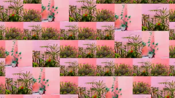 Diapositiva de animación Mostrar diseño. Mezclar foto de viaje. Plantas en el concepto elegante rosa — Vídeo de stock