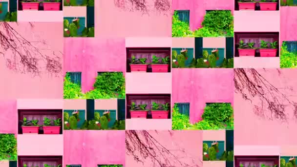 Motion Slide Mostrar design. Misture a foto de viagem. Plantas em rosa conceito elegante. Ilha das Canárias — Vídeo de Stock