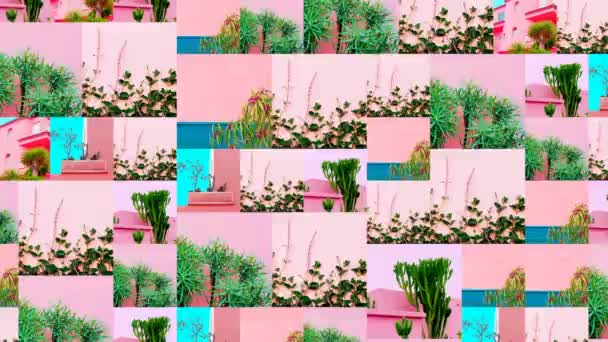 Motion Slide Show design. Mix nature photo. Plants on pink stylish concept. Canary Island — Stock Video