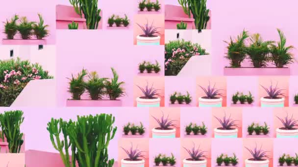 Animatie Foto Diashow ontwerp. Fashion planten op roze concept — Stockvideo