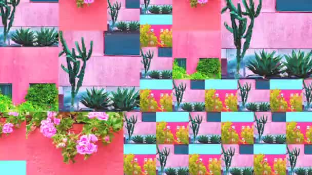 Slide de fotos de animação Mostrar design. Plantas de moda no conceito rosa. Natureza das ilhas Canárias — Vídeo de Stock
