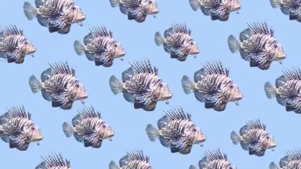 Diseño de patrón de movimiento mínimo.Fondo de peces tropicales — Vídeo de stock
