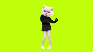 Yeşil arka planda dans eden kedi animasyonu