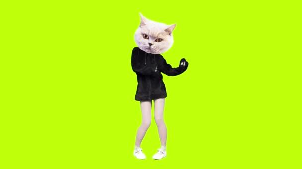 Gif animazione arte Kitty danza su sfondo verde — Video Stock