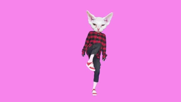 Design animazione Gif. Hipster White Kitty danza su sfondo rosa — Video Stock