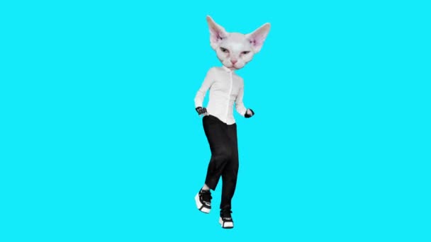 Gif animatie ontwerp. wit kitty office stijl dansen op blauwe achtergrond — Stockvideo