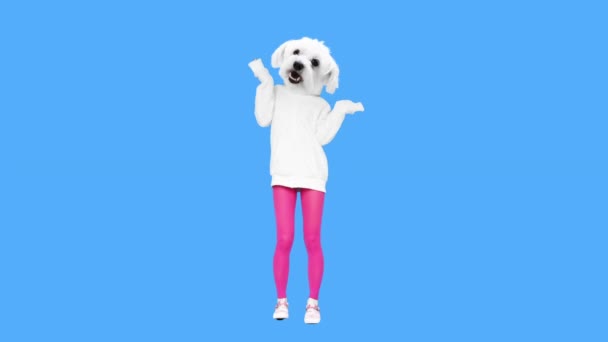 もしアニメのデザイン、スタイリッシュな白いパーカーで面白い犬のダンス — ストック動画