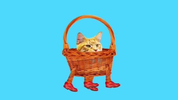 Animaton fashion art. Funny cat in a basket — Stock Video