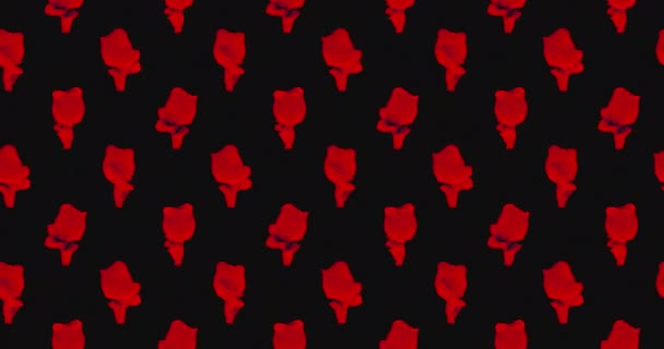 Conception d'animation. Modèle sans couture. Souvenir de fleurs roses sur fond noir — Video