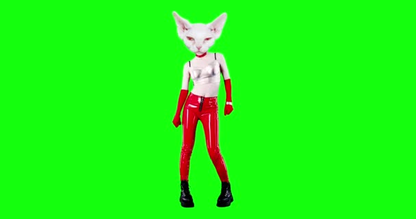 Fashion motion Gif art. Kitty je dospělá. Party klub taneční styl na zeleném pozadí — Stock video