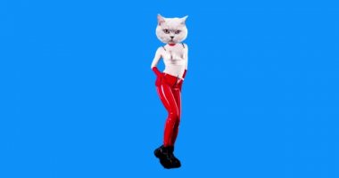 Moda hareketi Gif sanatı. Kedicik tam gelişim. Mavi arka planda parti dans tarzı