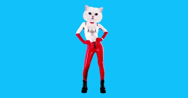Fashion motion Gif art. Kitty full growth. Party clubbing dance style on blue background — Stock Video