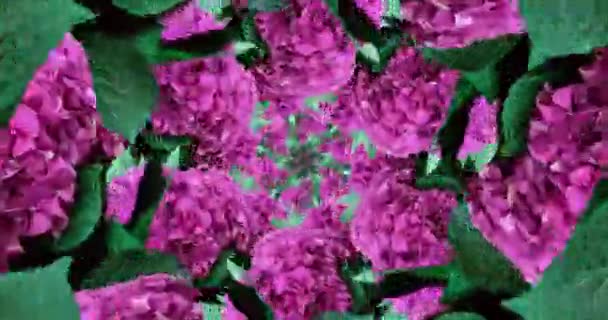 Motion design fashion. Flowers blooming kaleidoscope background — Stock Video