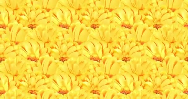 Animation mnimal konst. Blommor blommande kalejdoskop bakgrund — Stockvideo